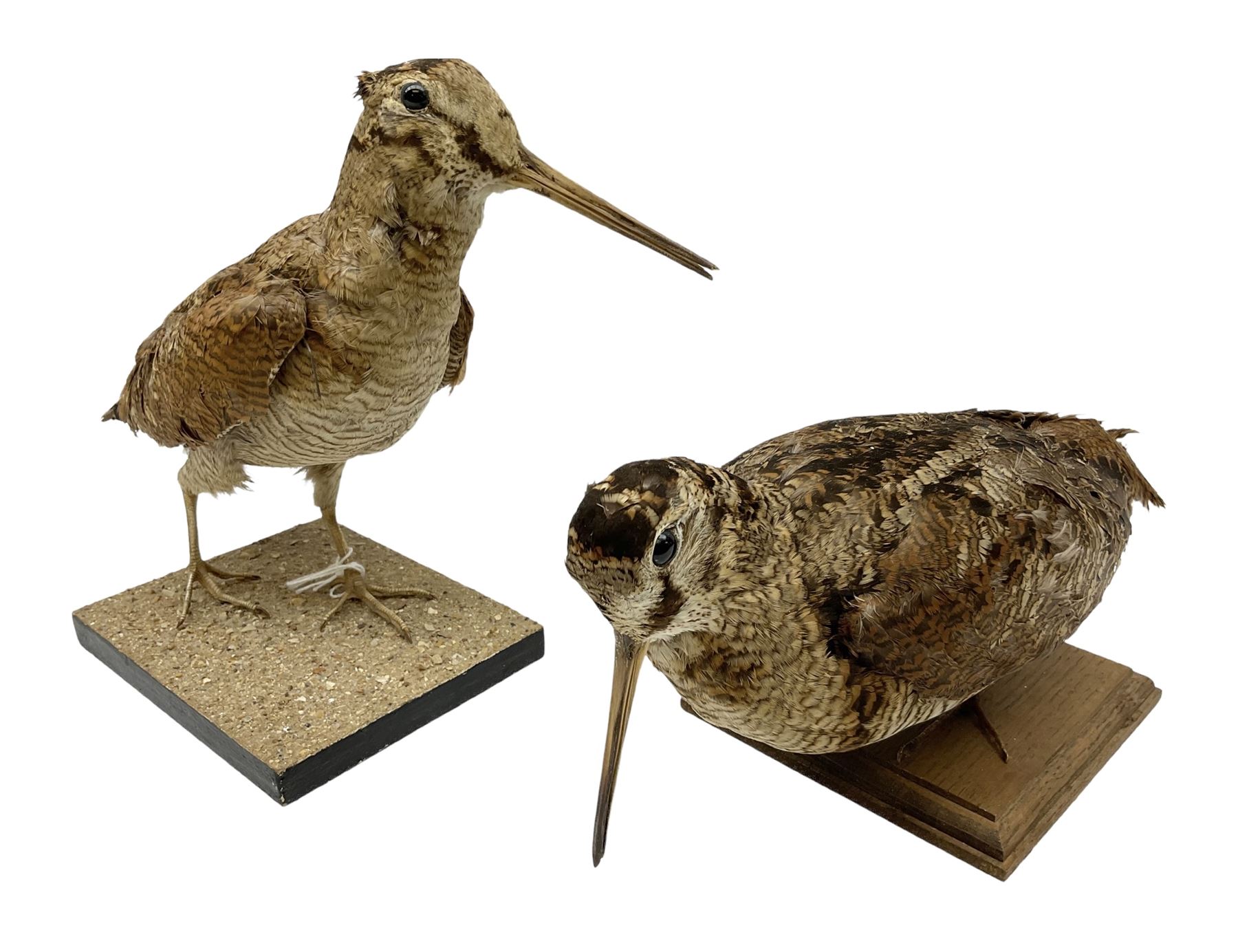Taxidermy: Two Woodcock (Scolopax rusticola), both adult mounts on open display upon wooden bases, tallest example H22cm 