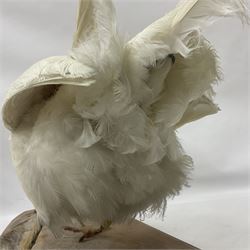 Taxidermy; pair of Common Pheasants (Phasianus Colchicus), white cock and hen adult mounts, upon a wooden base, H51cm  