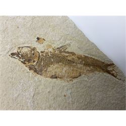 Three fossilised fish (Knightia alta) each in an individual matrix; age; Eocene period, location; Green River Formation, Wyoming, USA, largest matrix H13cm, L18cm