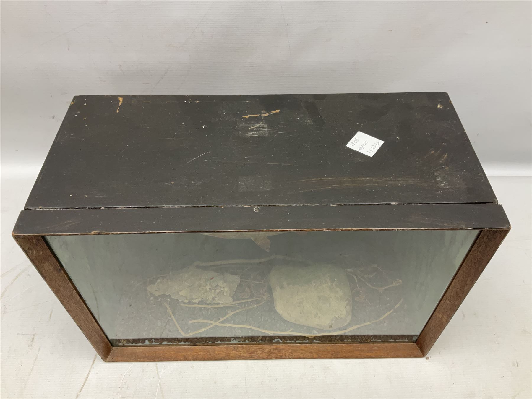 Taxidermy: Cased Rudd (Scardinius) adult mount set above a pebbled river bed, encased within a ebonised single pane display case, H30cm, L46cm