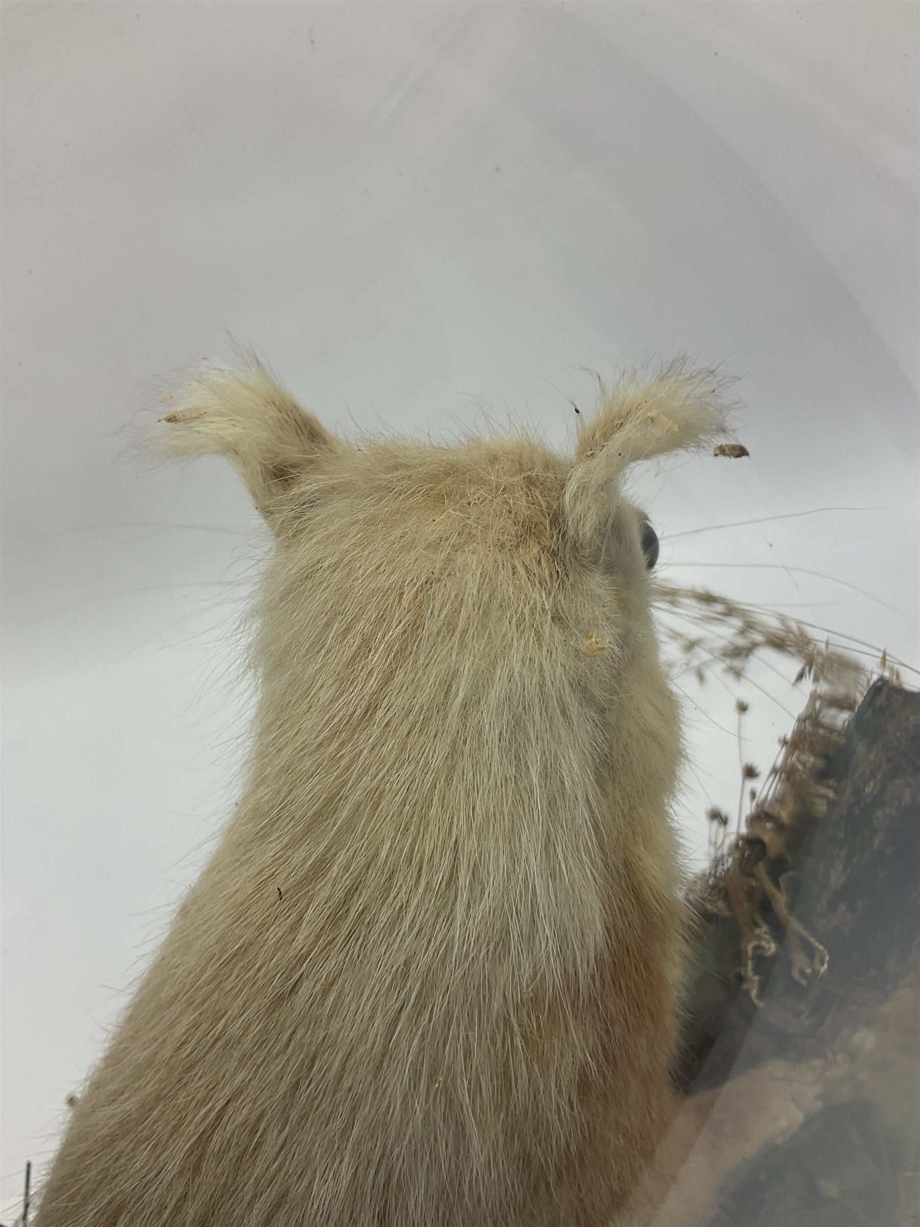 Taxidermy: Victorian cased Red Squirrel (Sciurus vulgaris), full mount adult, upon a tree branch with a naturalistic ground, enclosed beneath a period oval glass dome with ebonised base, raised upon four bun feet, H36cm 