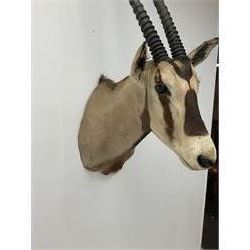Taxidermy: Beisa Oryx (Oryx beisa beisa), adult male shoulder mount looking straight ahead, approximately H120cm