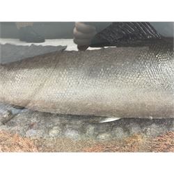 Taxidermy: Large Scottish Salmon (Salmo salar), circa 1885, set above a pebbled river bed with reeds and ferns, against blue painted back drop, enclosed within an ebonised bow-front display case, with paper label verso 'Cased by P.D Malloch, Male salmon 52lbs from the Tay June 1907 first return from the sea, in page 123 Book Life History & Habits of the Salmon Sea Trout & Other Freshwater Fish by P D Malloch 1912, Researched by Fred Buller', L140cm H49cm D33cm
