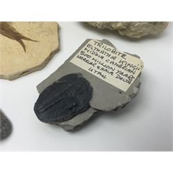 Two Scutella echinoids in a matrix, age; Oligocene period, location; Dinan France, together with a trilobite in matrix, and three other fossils  