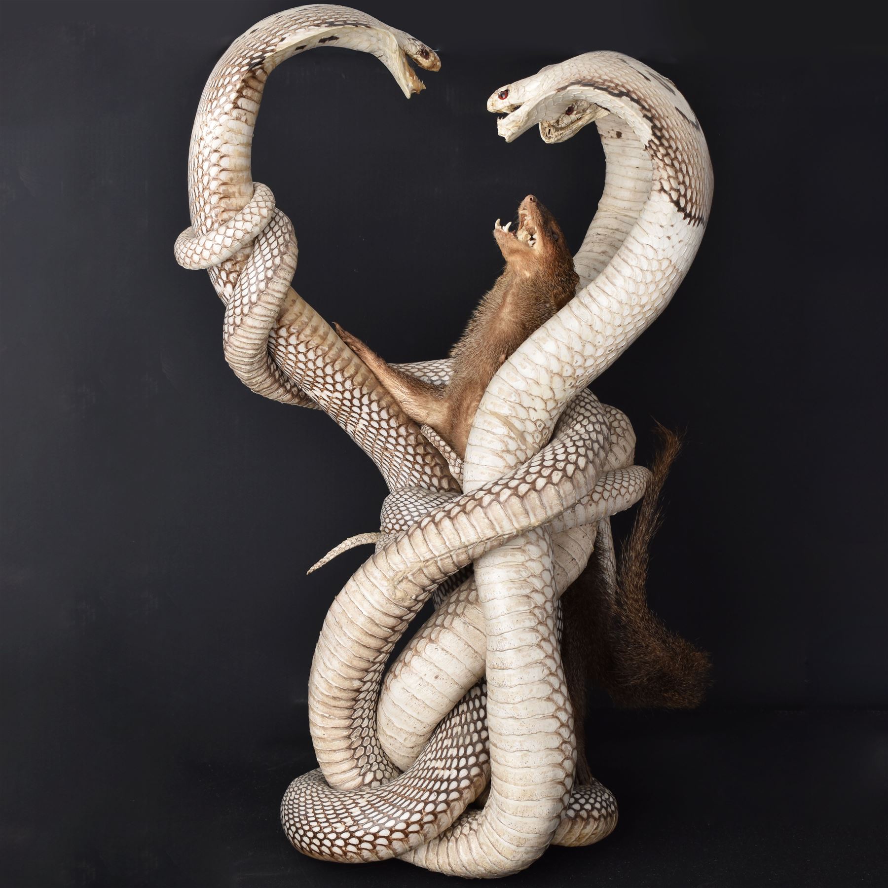 Taxidermy; Mongoose (Herpestidae) fighting three Indian cobras (Naja naja), the cobras entwined around an adult mongoose, H27cm