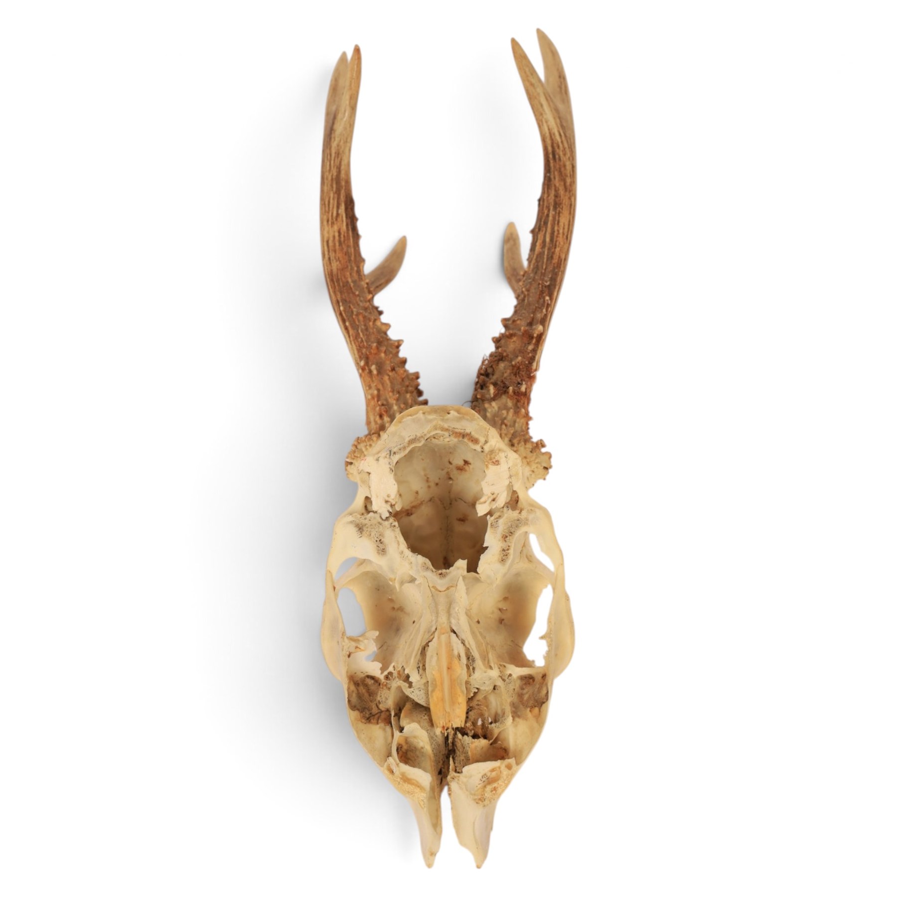 Taxidermy: European Roe Deer (Capreolus capreolus), shoulder mount, together with Roe deer antlers on cut upper skull