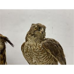 Taxidermy: Long-eared Owl (Asio otus), full adult mount upon a cut tree branch, together with European Sparrowhawk (Accipiter nisus), full adult mount, upon a branch in a naturalistic setting, owl H36cm 