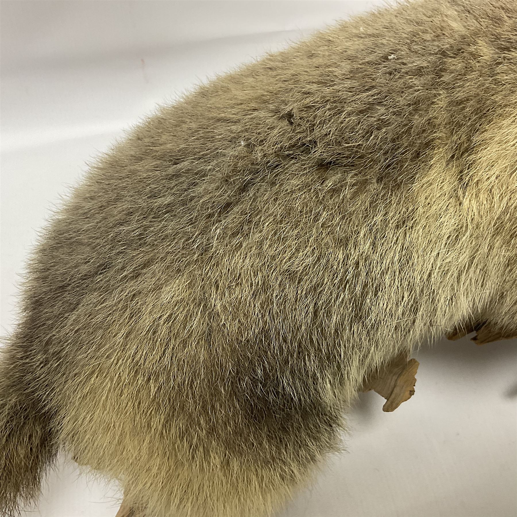 Taxidermy: Alpine Marmot (Marmota marmota), full adult mount stood upon a wooden base, H29cm 