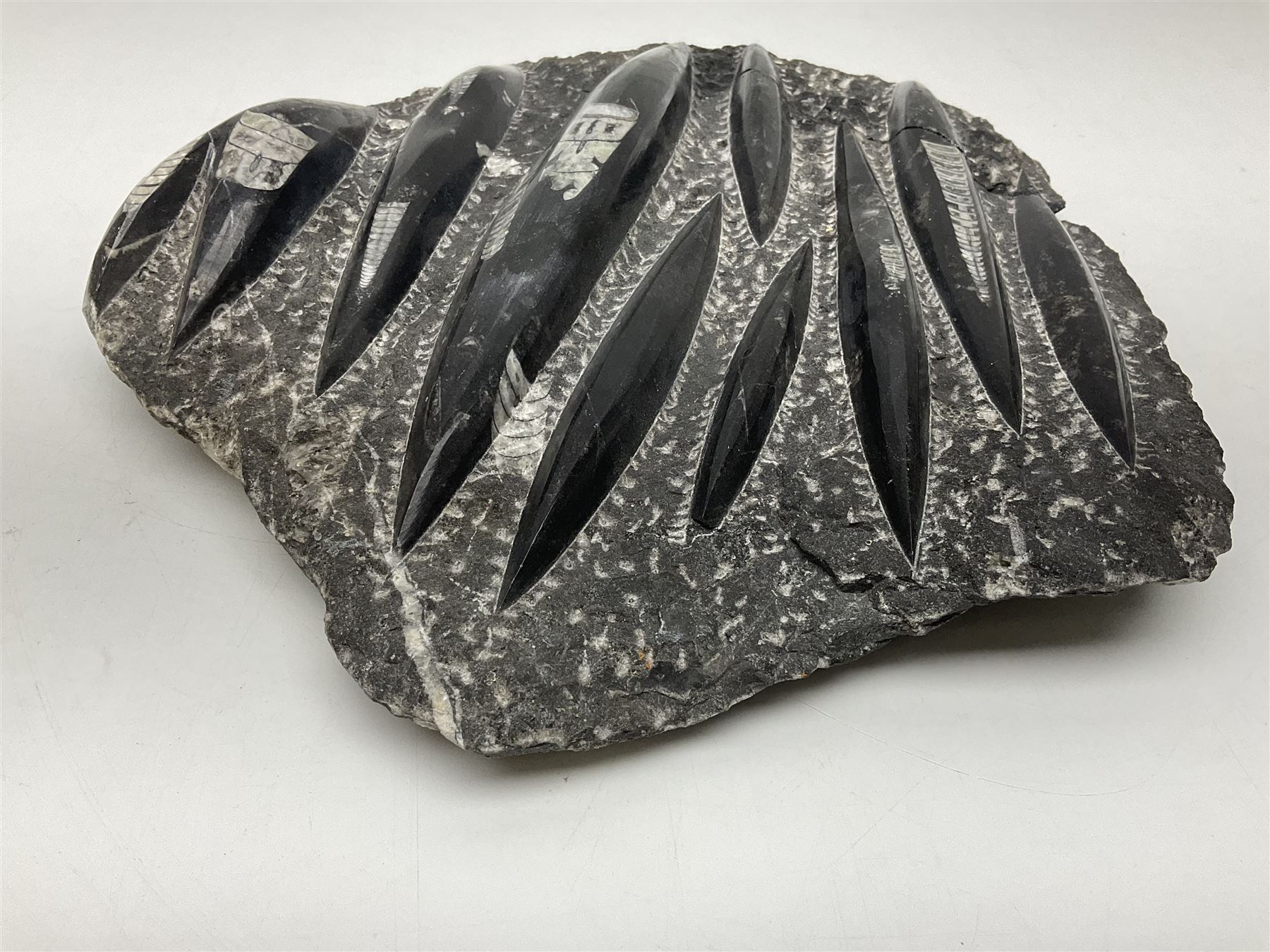 Orthoceras fossil group, age: Devonian period, H33cm, L30cm