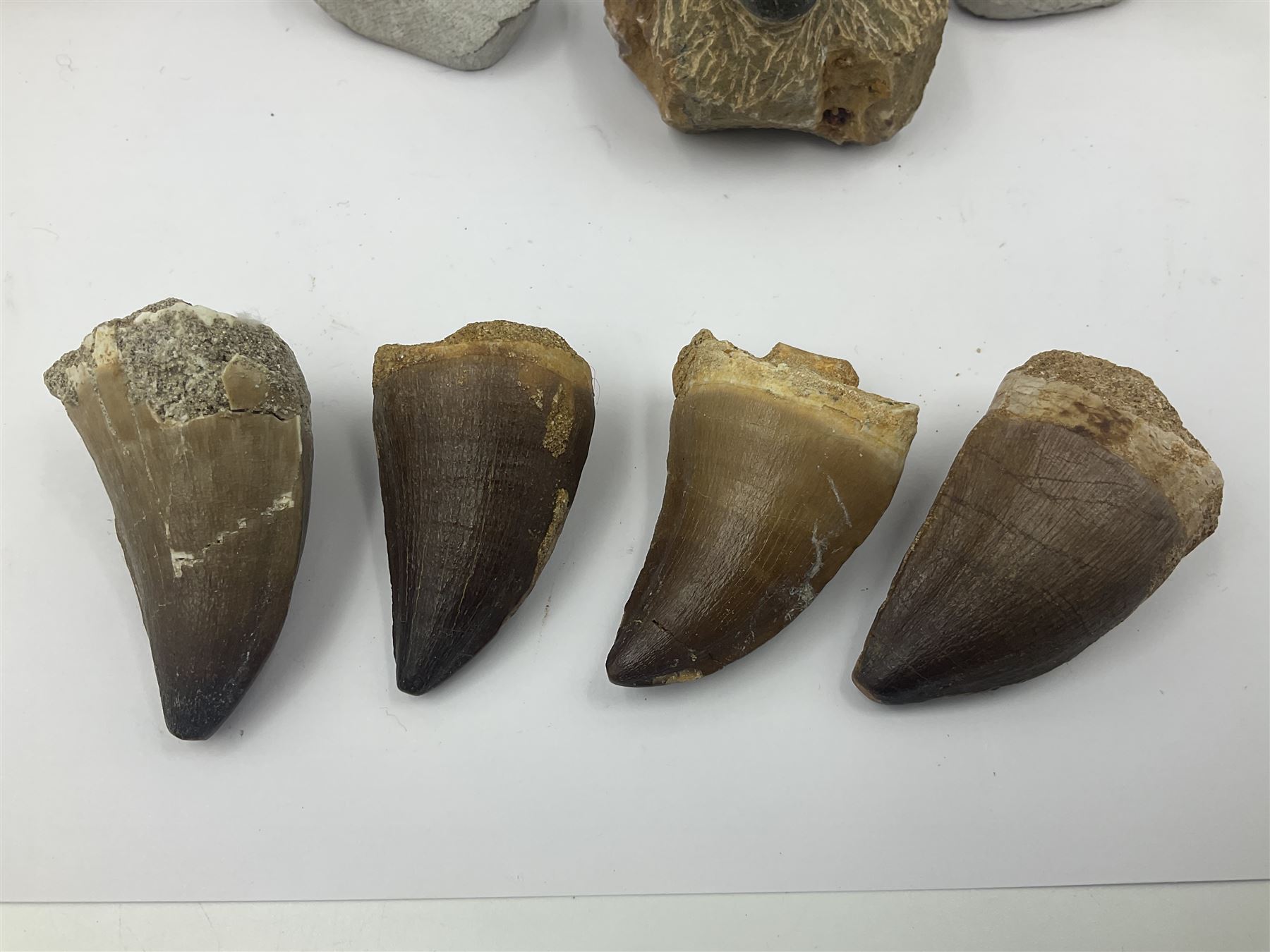 Dragonfly larvae (Libellula doris), together with four Mosasaur teeth, four trilobites (Crotalocephalina gibba) and one other tooth