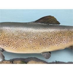 Taxidermy: Brown trout (Salmo trutta), skin mount on open display set against blue painted back drop with a gilt frame, H55cm, L89cm 