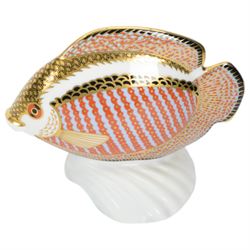 Three Royal Crown Derby Tropical Fish paperweights, comprising Angel Fish, Sweetlips and Gourami, all with gold stoppers and boxes