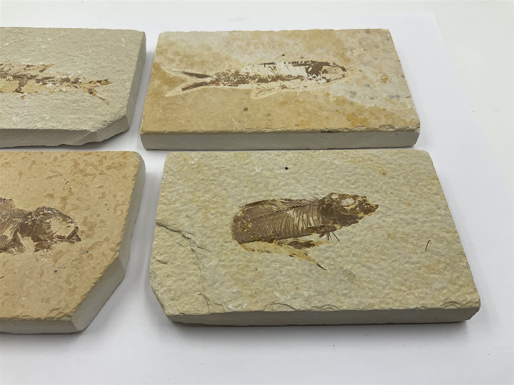 Four fossilised fish (Knightia alta) each in an individual matrix, age; Eocene period, location; Green River Formation, Wyoming, USA, largest matrix H7cm, L12cm