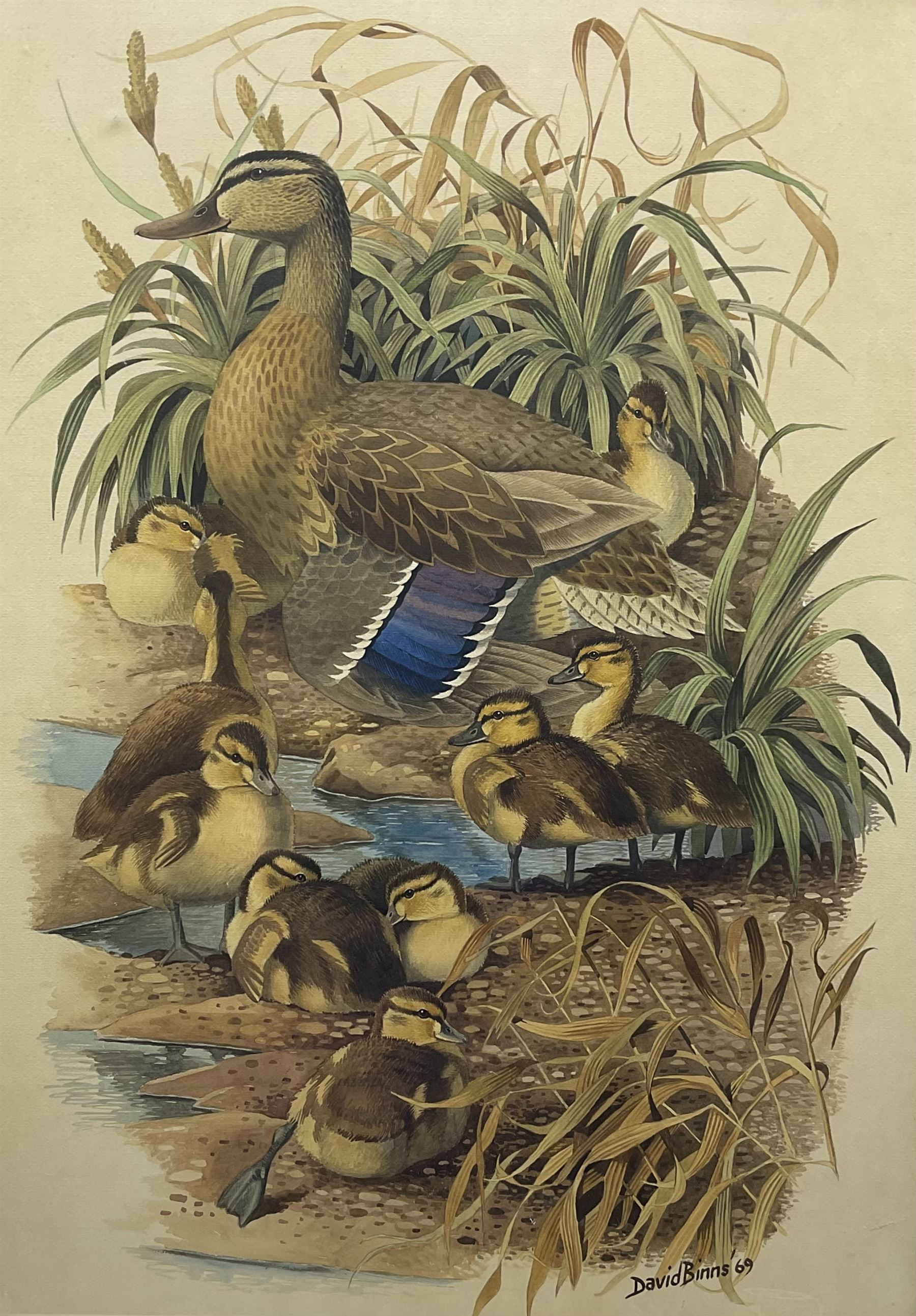 David Binns (British 1935-2020): Mother Duck and Ducklings, watercolour signed and dated '69, 70cm x 52cm