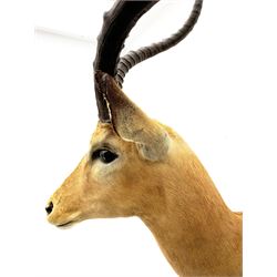 Taxidermy: Common Impala (Aepyceros Melampus), adult male shoulder mount, H92cm