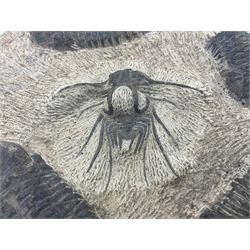 Montage group of trilobites in stone matrix, showing four Crotalocephalina gibba and one Dicranurus monstrosus to the centre, age; Devonian period, location; Morocco, D23cm 