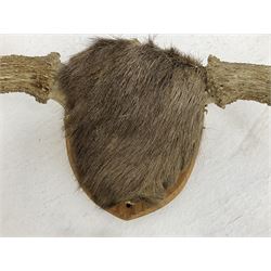 Antlers/horns: European Moose (Alces alces), two pairs of antlers on part upper skulls, one with fur covered frontlet, largest W85cm