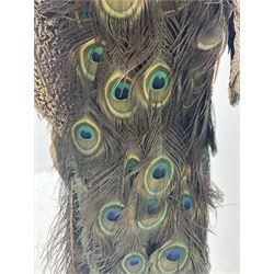 Taxidermy: Indian Peacock (Pavo cristatus), full mount adult cock bird facing forward, with tail hanging below, mounted upon an ebonised plinth, H140cm