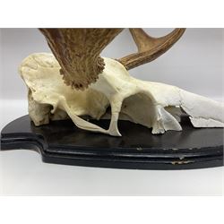 Antlers/Horns: Pair of European Moose (Alces alces) horns with upper skull, mounter upon a wooden shield, H45cm