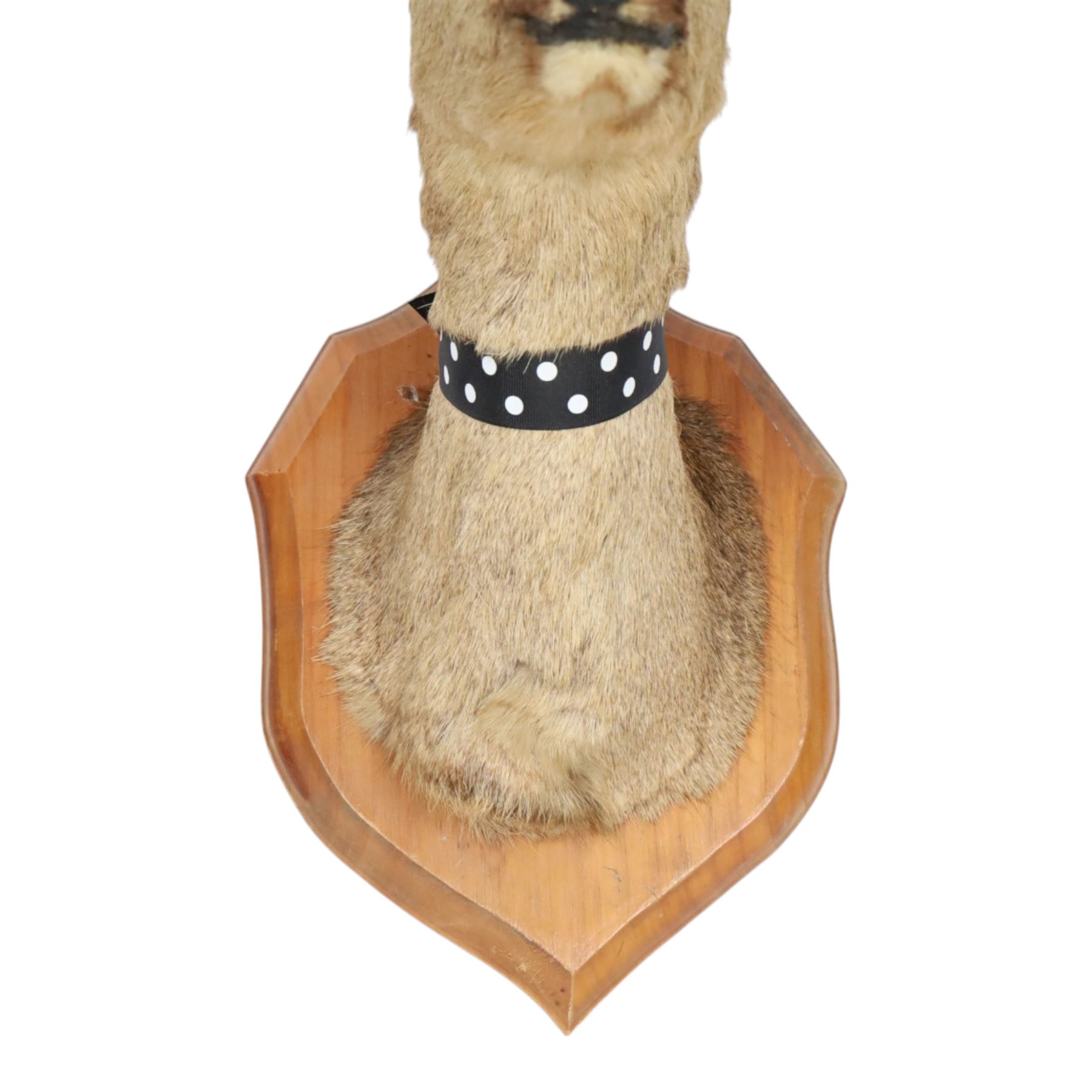 Taxidermy: Red Grouse (Lagopus lagopus) and Melanistic Cock Pheasant (Phasianus colchicus), roe deer shoulder mount (Capreolus capreolus)