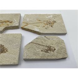 Four fossilised fish (Knightia alta) each in an individual matrix, age; Eocene period, location; Green River Formation, Wyoming, USA, largest matrix H9cm, L17cm