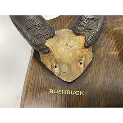 Antlers/horns; Bushbuck (Tragelaphus sylvaticus),  Duiker Buck (Sylvicapra grimmia) and Springbok (Antidorcas marsupialis), three pairs of adult antlers upon an oak shield, shield H38cm 