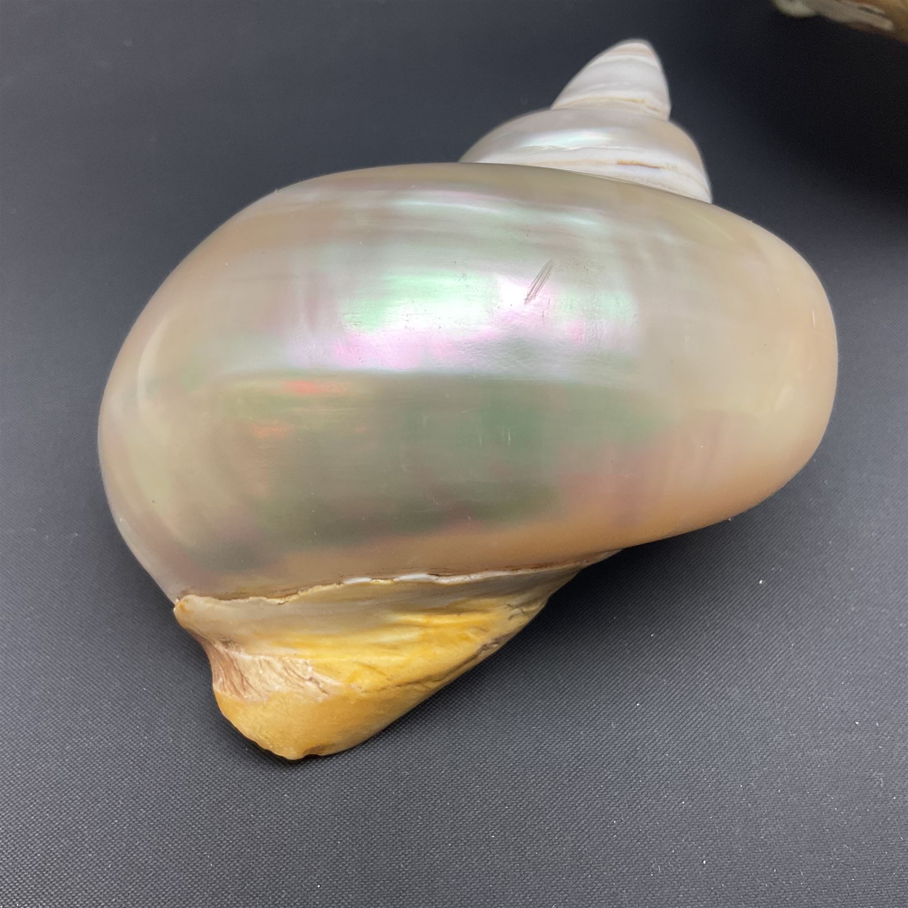 Conchology: selection of shells, including gold pearl oyster shell, mother of pearl turbo marmaratus shell, Cypraecassis Rufa red helmet shell, Mitre shell, Paua shell and others, largest D19cm