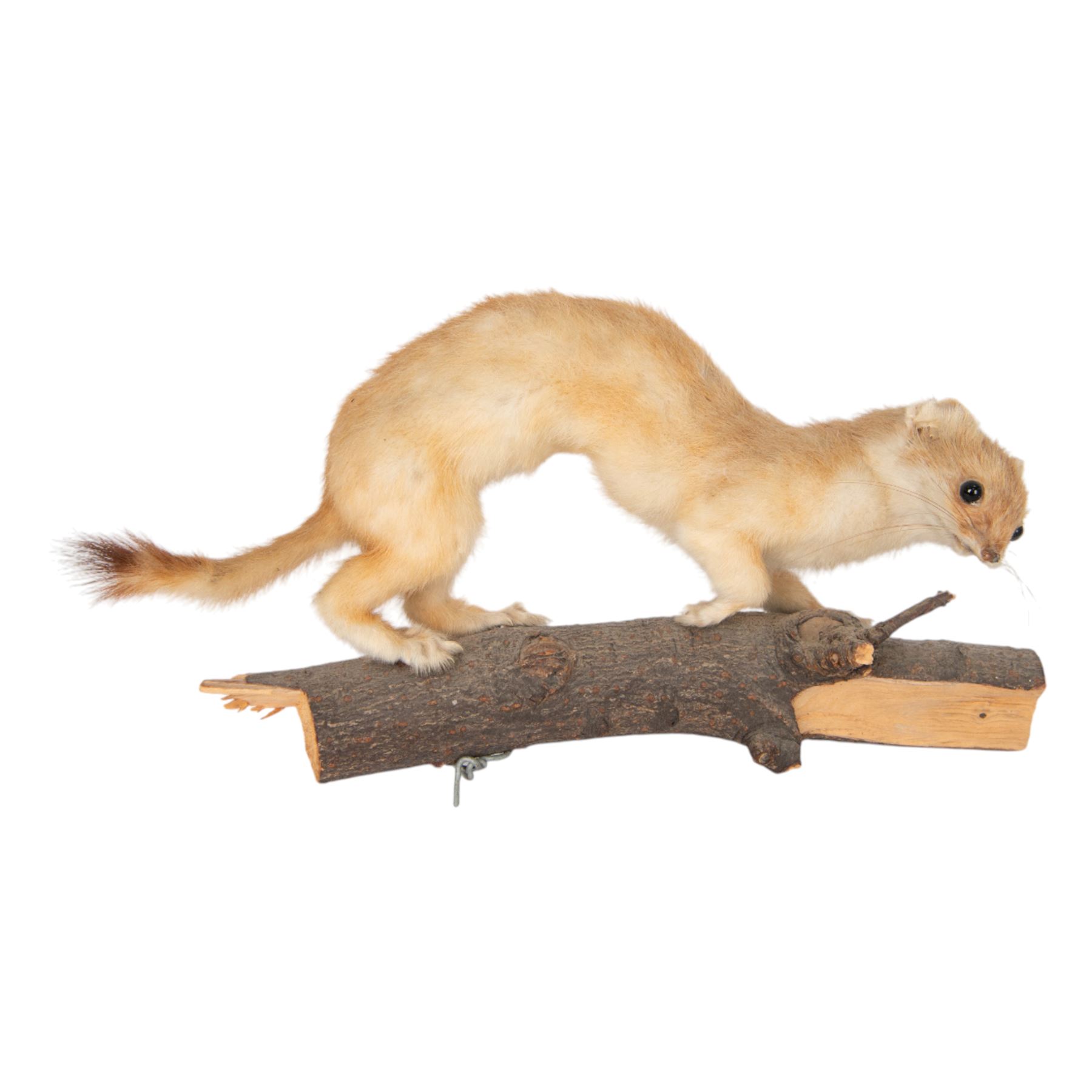 Taxidermy; Eurasian Stoat (Mustela erminea) full adult mount on open display, upon a branch, together with mouse (Apodemus sylvaticus) on open display and mouse skeleton 