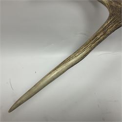 Taxidermy: Red Deer (Cervus elaphus), adult male imperial stag shoulder mount looking straight ahead, eleven point antlers, mounted upon a shaped wooden shield, D65cm