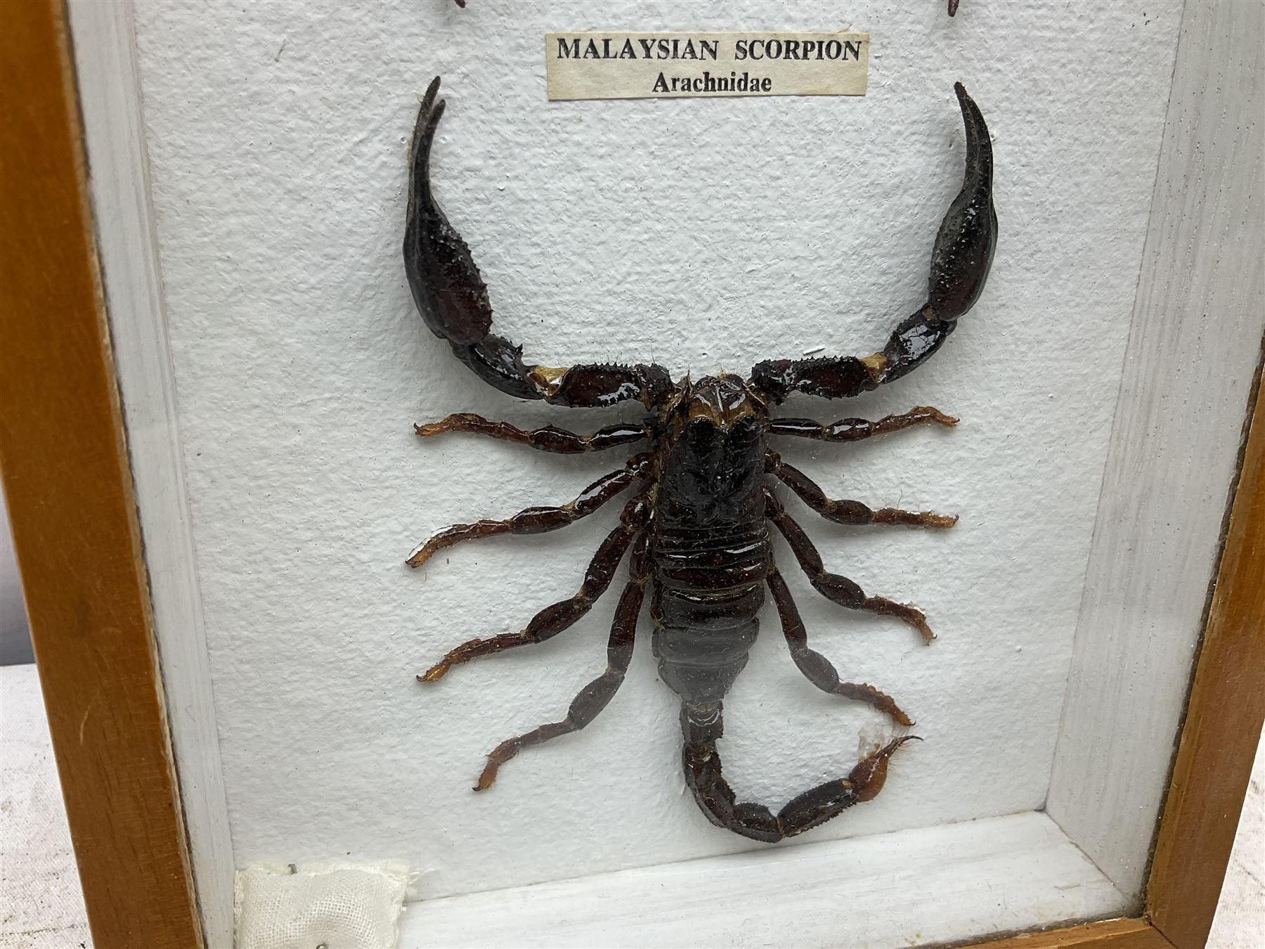 Entomology Glazed entomology collector's drawer display of various