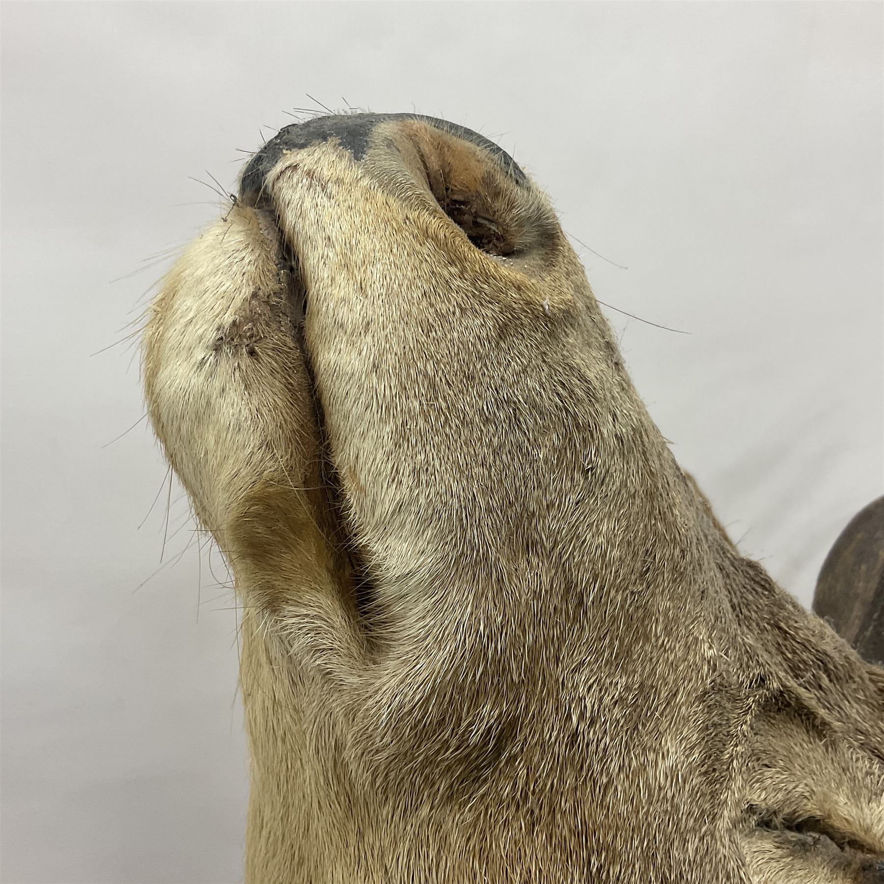 Taxidermy: Red Deer (Cervus elaphus), adult male imperial stag shoulder mount looking straight ahead, ten point antlers, mounted upon a shaped wooden shield, D65cm