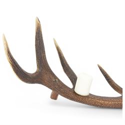 Red stag antler centre piece, made from a single antler with three candle holders to the centre, L78cm, H33cm  