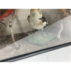 Taxidermy; Victorian cased display of birds, comprising Scarlet Tanager (Piranga olivacea), Campo Troupial (Icterus jamacaii) and Snow Bunting (Plectrophenax nivalis), amidst a naturalistic setting, encased within an ebonised single pane display case, H23cm, L35cm