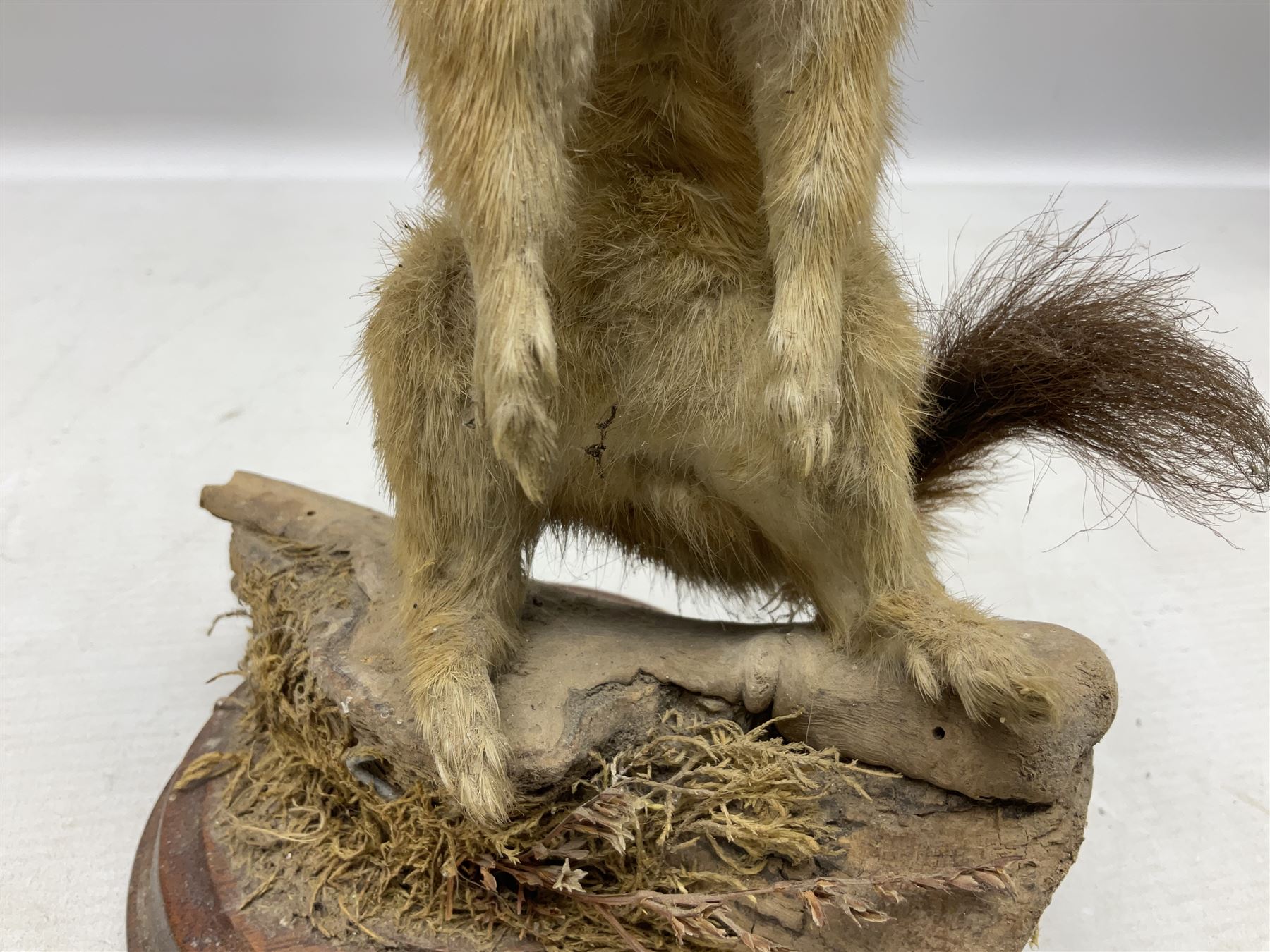 Taxidermy; Pine Marten (Martes martes) or similar, full adult mount mounted on a naturalistic branch, together with a weasel (Mustela) on a wooden plinth, pine marten H34cm