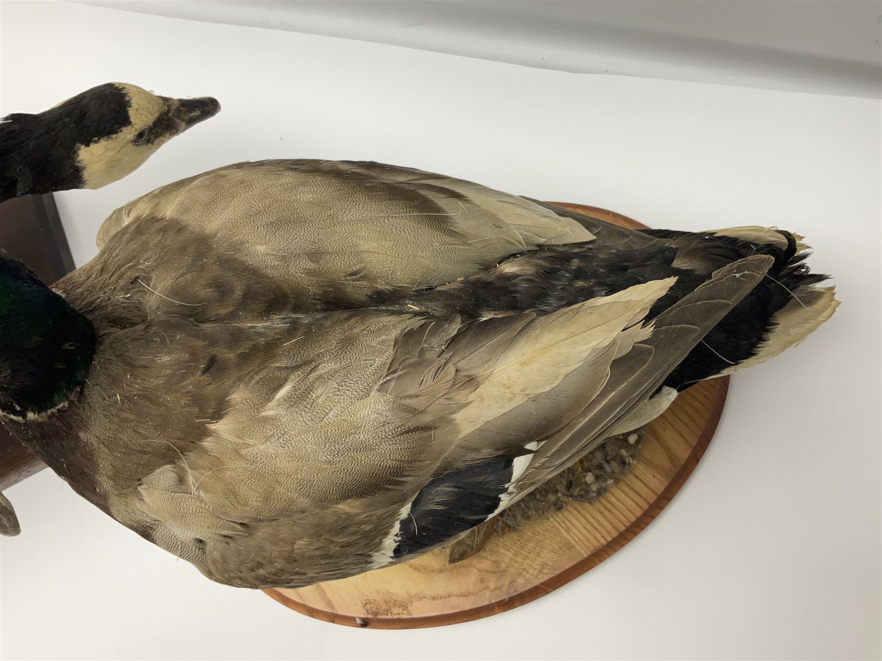 Taxidermy; Barnacle goose (Branta leucopsis), full adult mount, upon a rectangular base, together with Mallard (Anas platyrhynchos), full mount drake, upon an oval base, goose H28cm