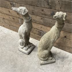 Pair of small cast stone seated Whippets with collars, on square plinths