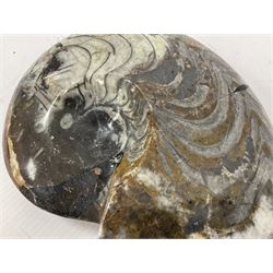 Large polished goniatite, age Devonian period, location Morocco, H16cm, L22cm