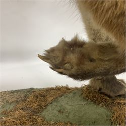 Taxidermy: European Red Fox (Vulpes vulpes), full mount adult on open display with standing alert with ears forward front paw raised, upon a naturalist base, H62cm, L78cm