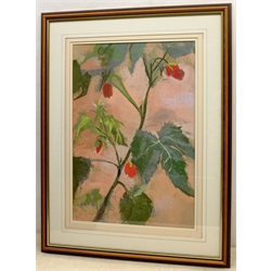 Christopher John Assheton-Stones (British 1947-1999): Still Life of a Growing Plant, pastel unsigned 49cm x 32cm