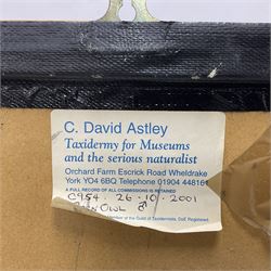 Taxidermy: Wall Mounted Barn Owl (Tito alba), dated 2001, by David Astley, Taxidermist, York, a high quality full mount adult male with head turning to the right, perched upon a short wooden beam, set against a faux brick back drop, width 50cm x height 55cm overall, bearing taxidermist's full paper trade label verso.
with Cites Article 10 (non transferable) licence no.24GBA102LOMN1 Cause of death RTA - 2001. This specimen would require a re-export licence to export from the UK, an import permit would be required into your chosen country, this is the responsibility of the buyer alone, David Duggleby Auctioneers and Valuers do not offer any onward re-export or import licences.