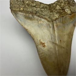 Large Megalodon (Otodus Megalodon) tooth fossil, with fine serrations, age; Miocene period, H11cm, W9cm

Notes; Believed to have grown as large as 18 metres, the Megalodon was the largest shark and one of the most dominant marine predators ever to have existed. It roamed the ancient seas for around 20 million years until their extinction around 3.6 million years ago.  Megalodon teeth vary in colour and ton. influenced and coloured over the millennia by the conditions in which they are preserved