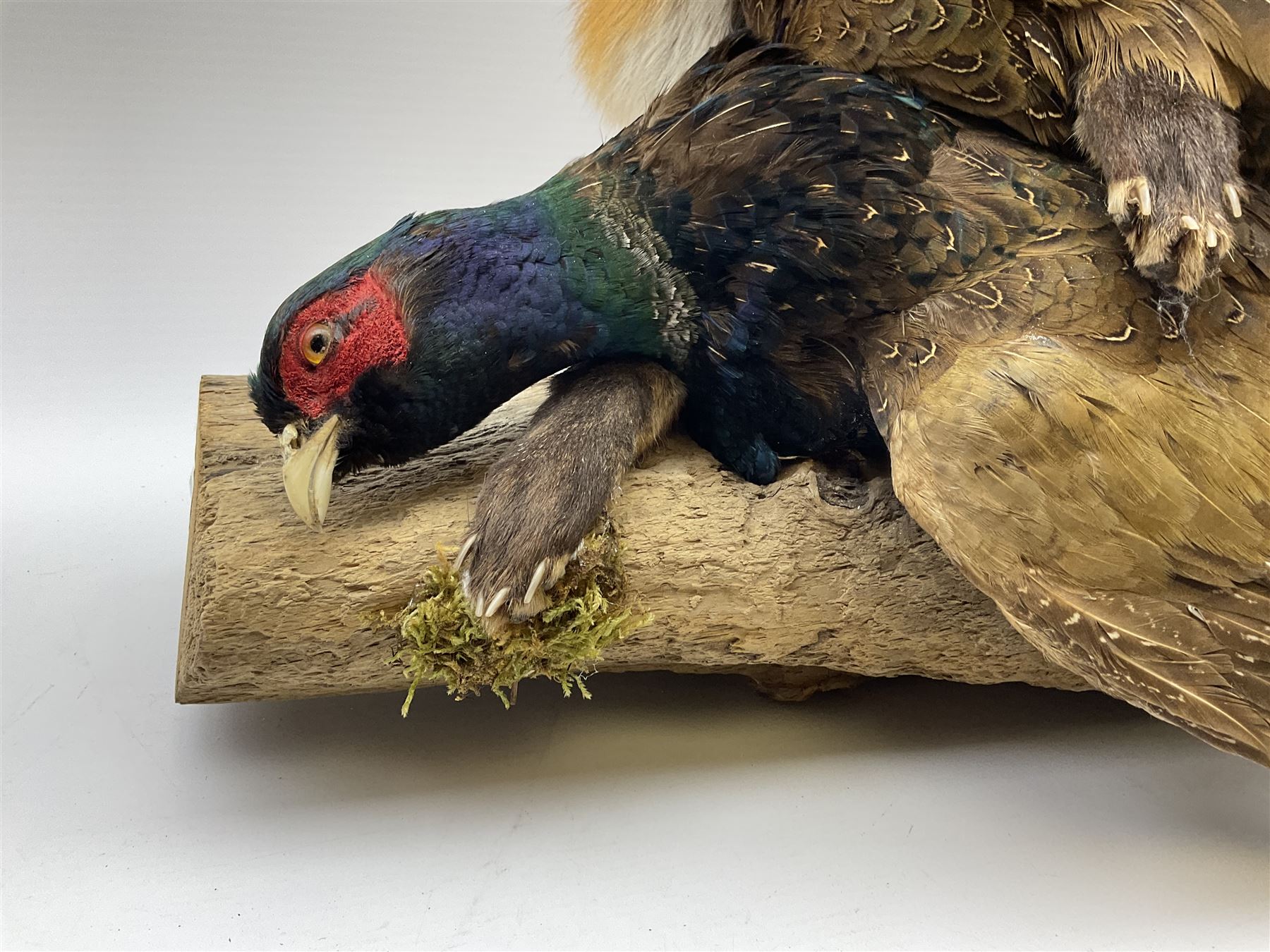 Taxidermy: Red Fox (Vulpes vulpes) with cock pheasant (Phasianus colchicus), open display upon tree mount detailed with moss, mount L64cm  