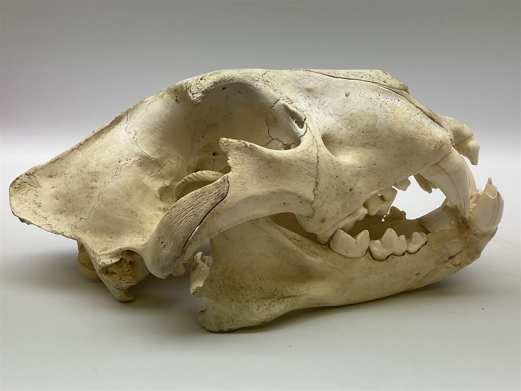 Taxidermy: Lion (Panthera leo), skull L34cm. 