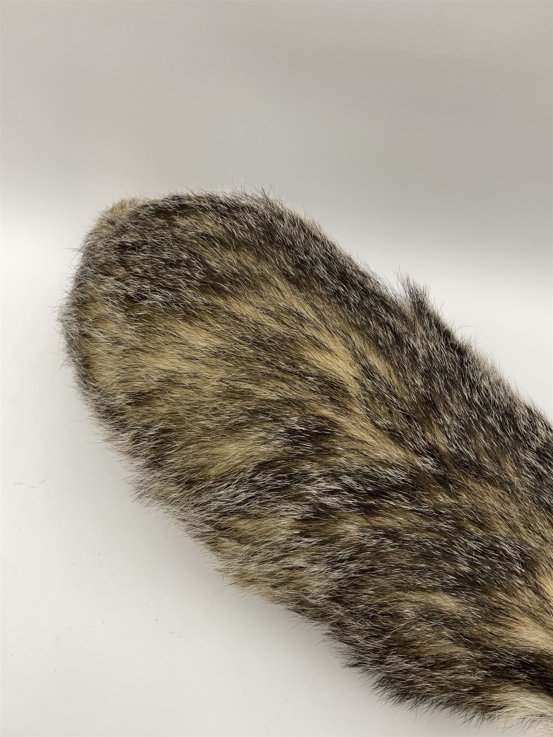 Taxidermy: European badger (Meles meles) full mount in walking position L82cm. 