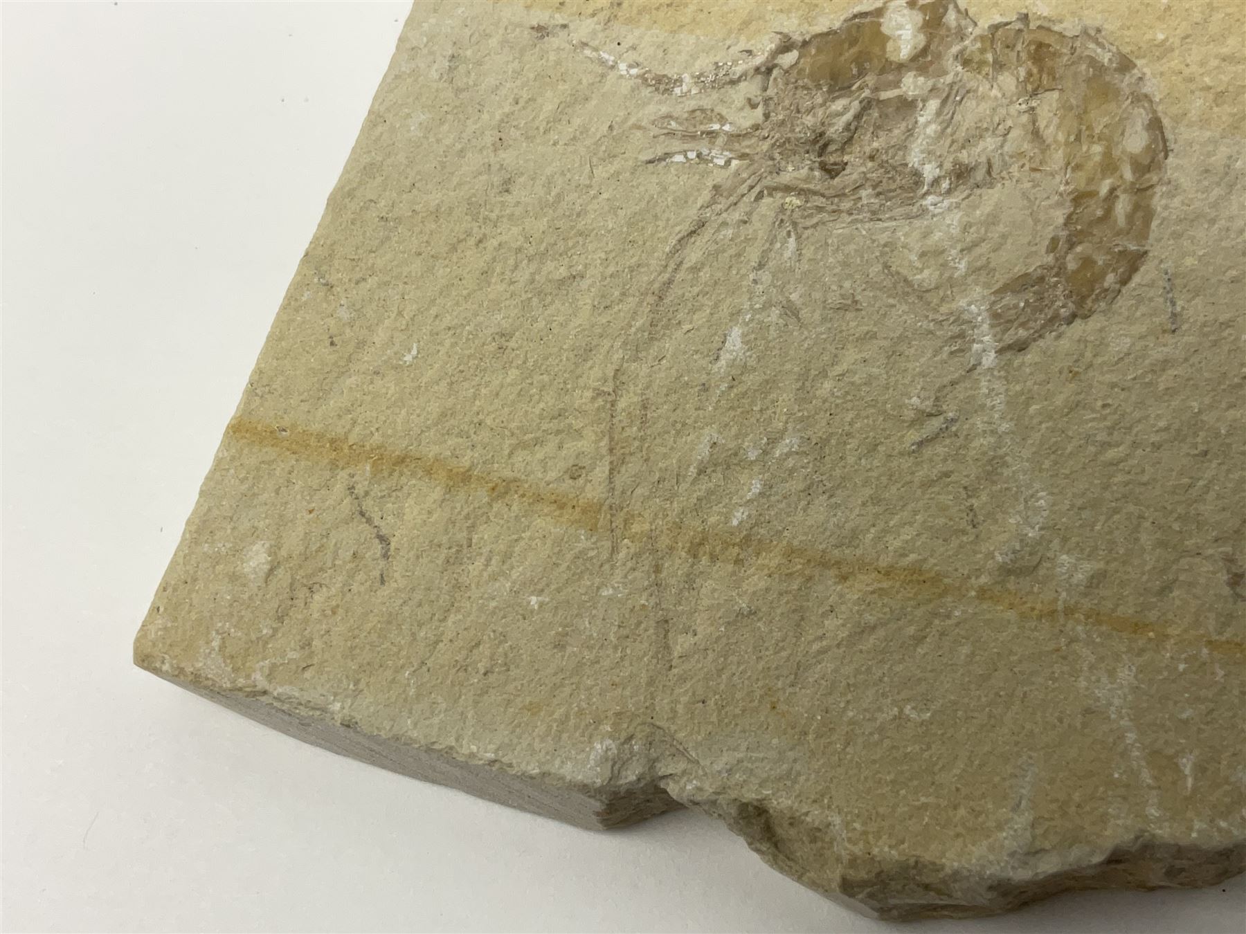 Two fossilised shrimp (Aeger tipularius) each in an individual matrix, age; Cretaceous period, location; Carpopenaeus callirostris Hjoula, Lebanon, largest matrix H9cm, L10cm