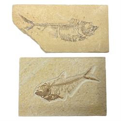 Two fossilised fish (Knightia alta) each in an individual matrix, age; Eocene period, location; Green River Formation, Wyoming, USA, largest matrix H8cm, L16cm