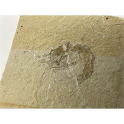 Two fossilised shrimp (Aeger tipularius) each in an individual matrix, age; Cretaceous period, location; Carpopenaeus callirostris Hjoula, Lebanon, largest matrix H9cm, L10cm