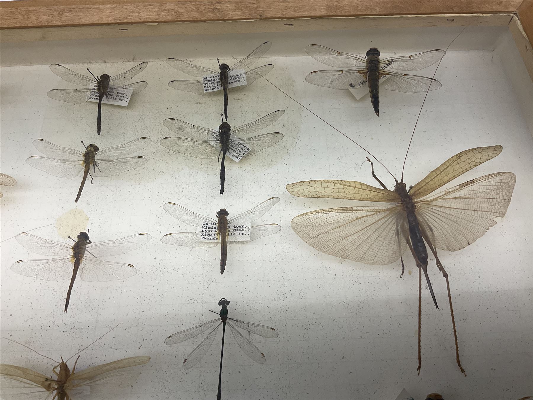 Entomology: Glazed entomology collector's drawer display of various Australian and African Locusts and Dragonflies, twenty-eight assorted specimens, collected from various regions of Australia and Africa, each with attached data labels, H42cm, L51cm