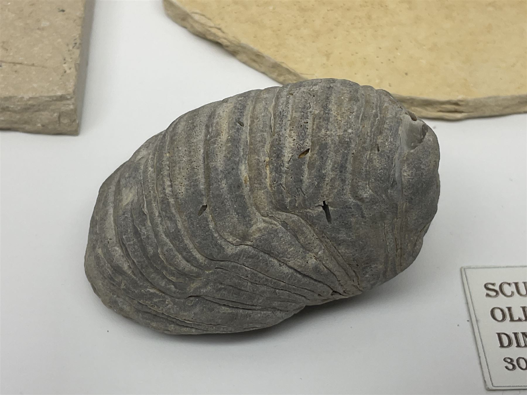 Two Scutella echinoids in a matrix, age; Oligocene period, location; Dinan France, together with a trilobite in matrix, and three other fossils  