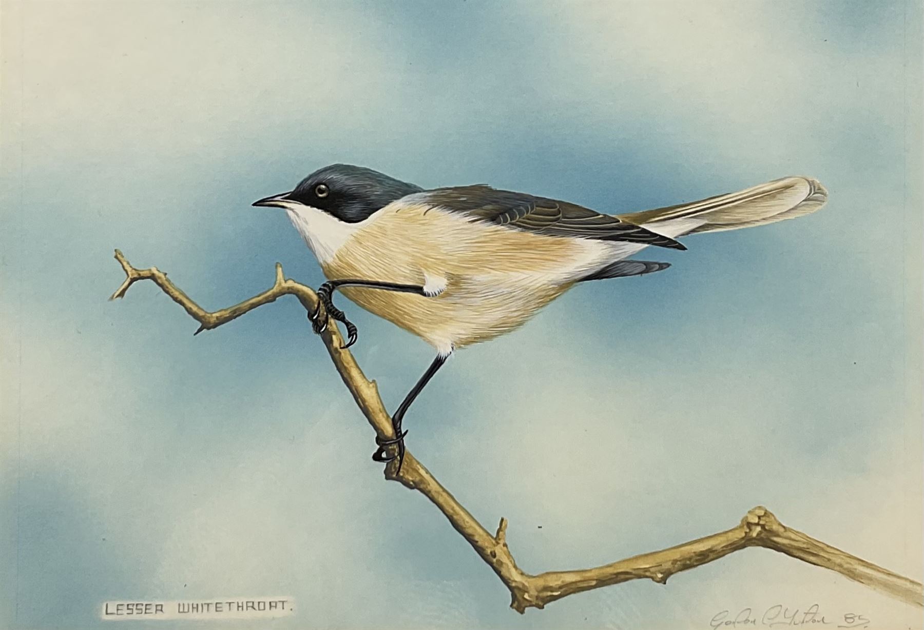 Gordon C Turton (British 1947-): 'Lesser Whitethroat', watercolour signed and dated '85, 18cm x 25cm